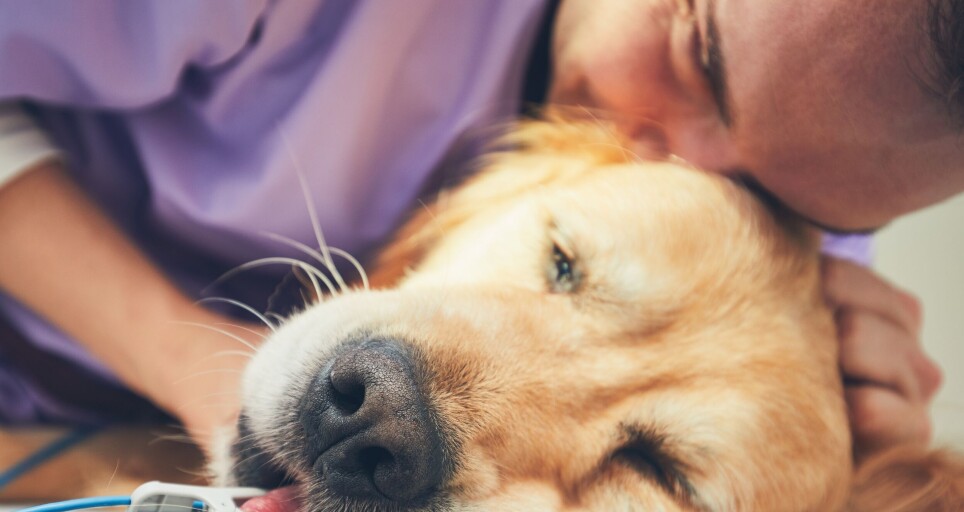 “Many of them are under great pressure of work, they are often low paid, and euthanizing animals is an everyday occurrence,” says Helene Seljenes Dalum.