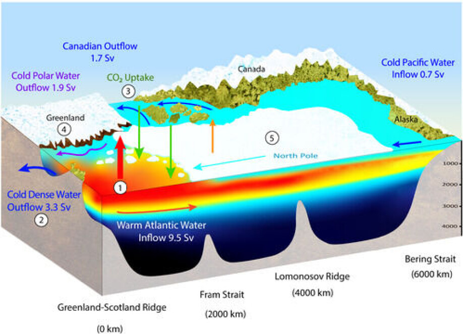 Schematic overview of the relationship between the warm Atlantic water inflow across the Greenland-Scotland Ridge and its influence on (1) Nordic Seas heat loss, (2) deep and dense water outflow, (3) CO2 uptake, (4) Greenland melting, and (5) Arctic sea ice cover. The vertical red arrow illustrates the large cooling in the Nordic Seas, and the orange arrow the smaller cooling in the Polar Sea.
