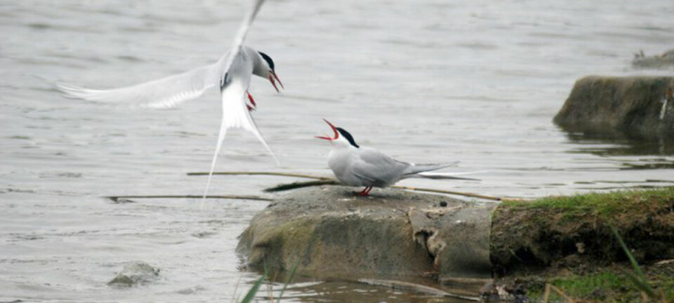 Well managed protected areas assist waterbirds on the move
