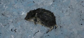 These rodents may be the reason Norway has one of the world's most radioactive glaciers