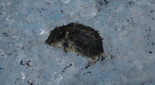 These rodents may be the reason Norway has one of the world's most radioactive glaciers These rodents may be the reason Norway has one of the world's most radioactive glaciers