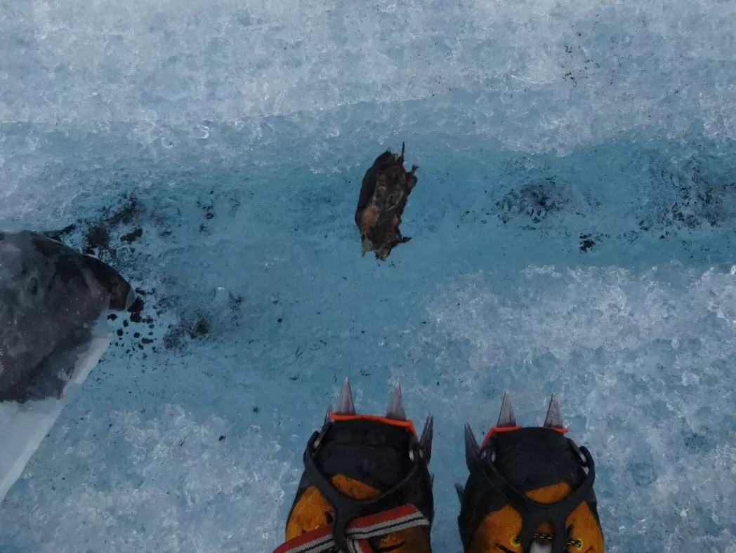Lemming carcasses on Blåisen Glacier.