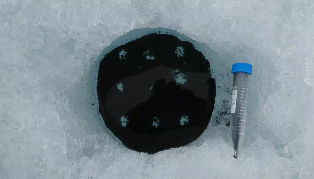 The researchers took samples from twelve different cryoconite pits on Blåisen Glacier.