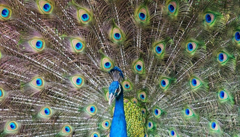 A peacocks colours are visible to the naked eye for reasons that are completely different than why we see them in paint.