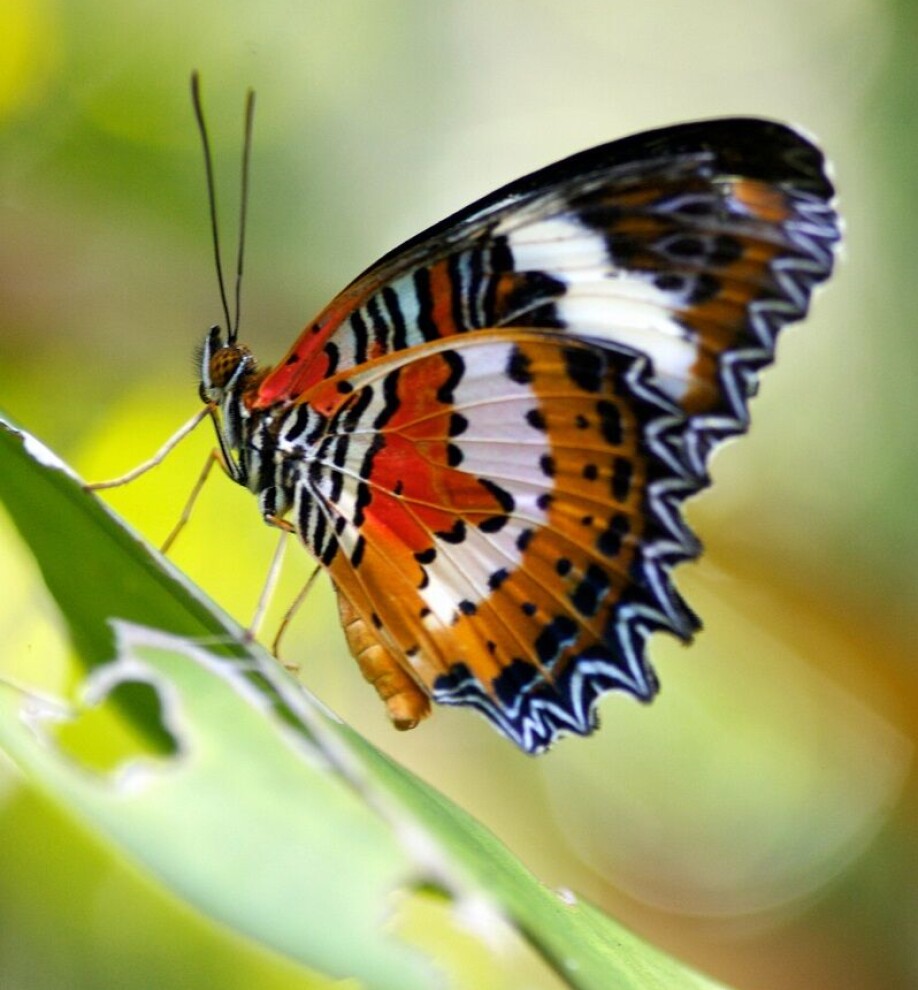 Using nature’s approach to colours can give us much more environmentally friendly pigments and dyes for all kinds of products.