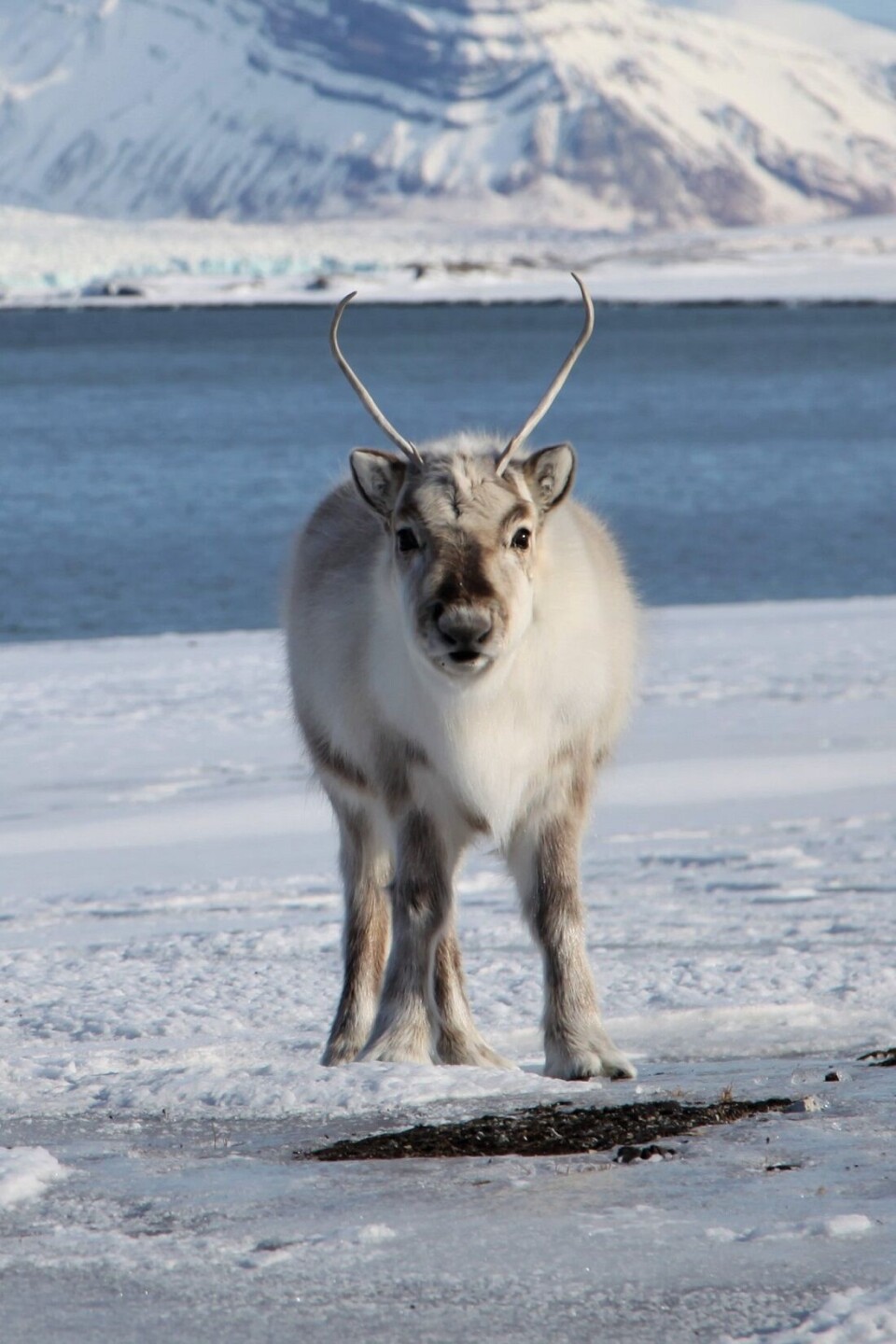 Poor grazing conditions during the winter caused by heavy snowfall or ice-covered tundra, can contribute to higher competition for food.