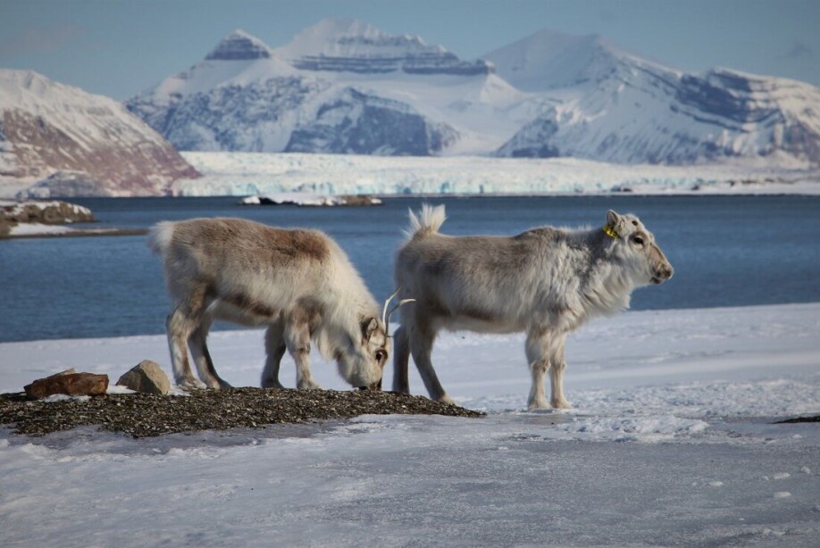 If the population density is high, or the tundra is overgrazed, the competition for food become larger during poor weather conditions caused by snow.