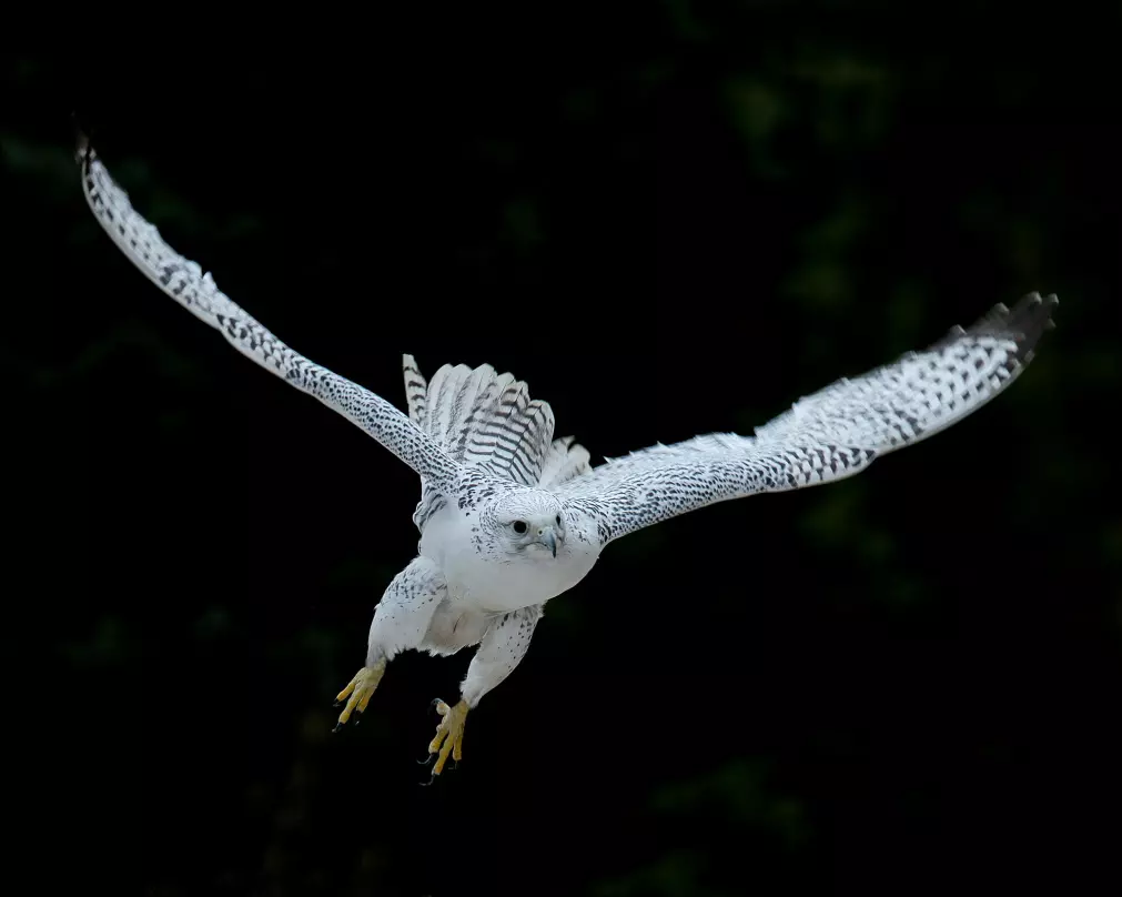 White gyrfalcons were a highly valued gift to the English royal family in the 13th century.