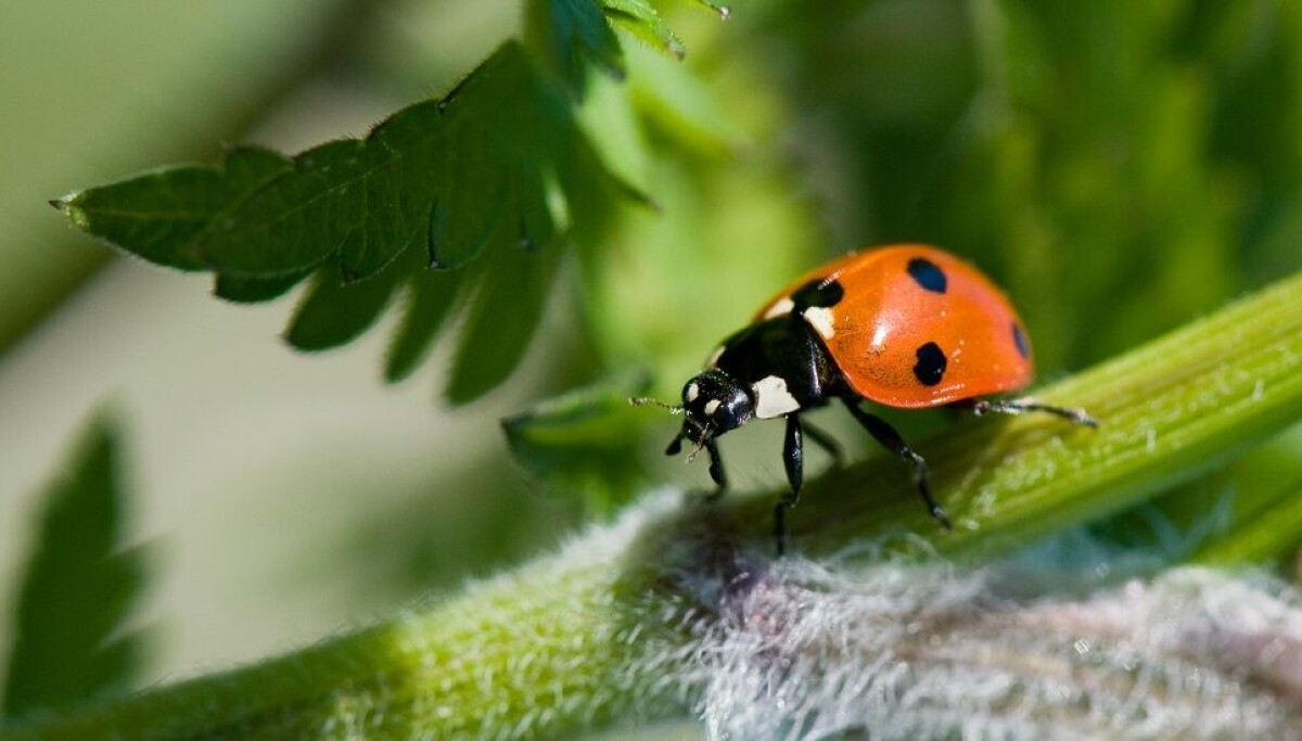 Lady Bird Insect Inide Ladybirds: The insects almost everyone likes