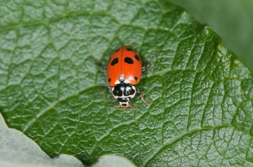 Found it! The Adonis ladybird – granted, it’s from Italy. Its appearance in Norway is rare.
