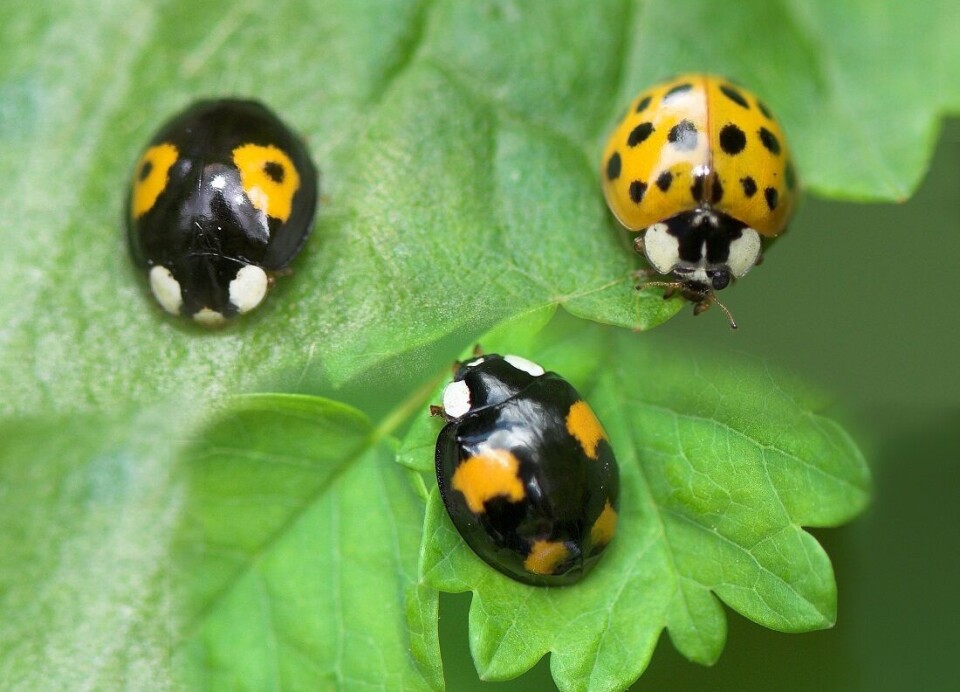 Different varieties of the harlequin (or multicoloured Asian) ladybeetle (Harmonia axyridis). This is an unwelcome guest that outcompetes Norway’s native species.