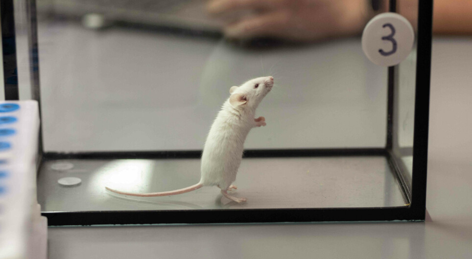 Research on animals shows that gene therapy can curb severe loss of muscle mass.