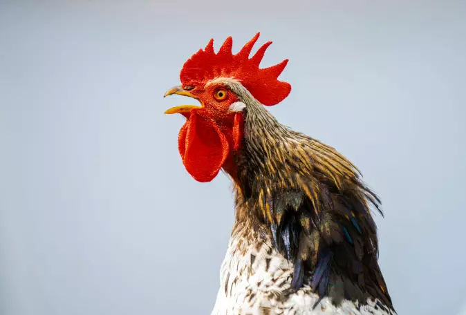 Roosters crow so loudly that they need to be able to close their ears.