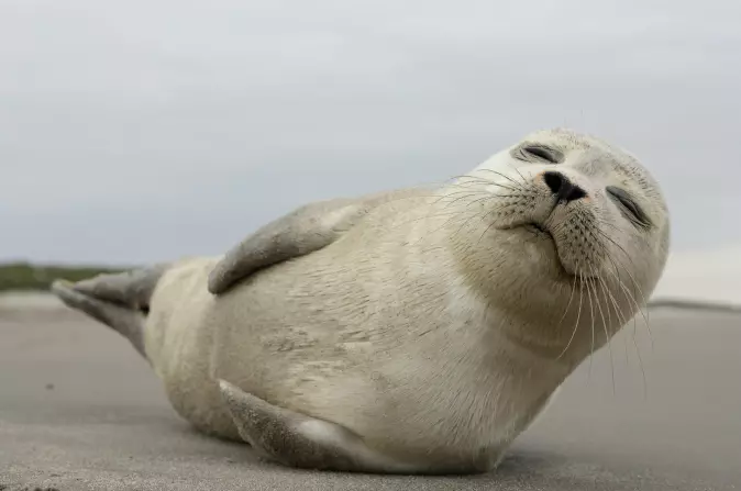 Seals spend a lot of time underwater. They need to be able to close their ears.