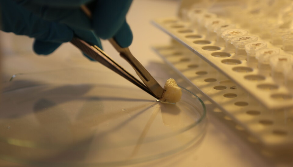 DNA is extracted from cod tissue. Supergenes in cod makes it more adaptive and robust, but the rest of the genetic material has little variation and is characterized by inbreeding. This emerges from a new study led by researchers at the University of Agder.