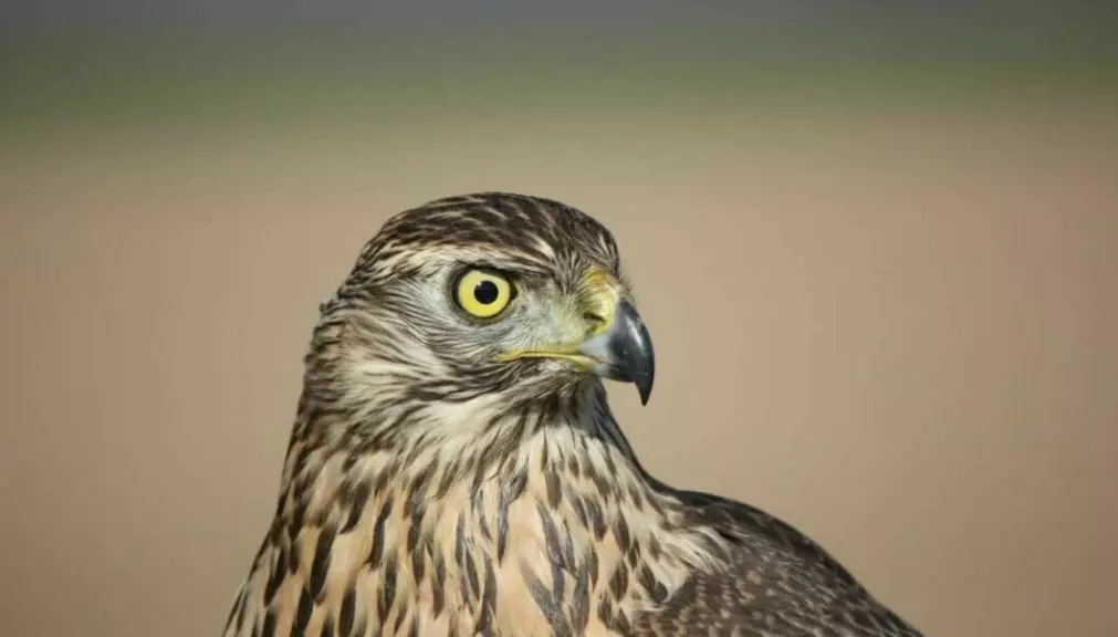 The gyrfalcon had the highest status. But the goshawk, as this picture shows, was more practical to use, says archaeologist Ragnar Orten Lie.