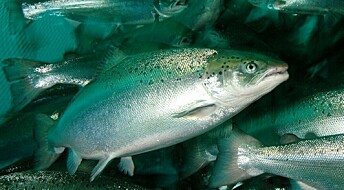 Government report raises fish-farm alarm: 