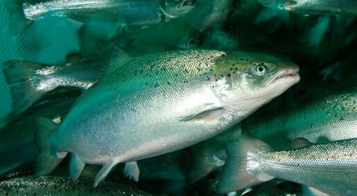 Government report raises fish-farm alarm: 
