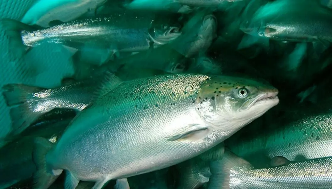 A total of 54 million salmon died in Norwegian fish farming cages last year.
