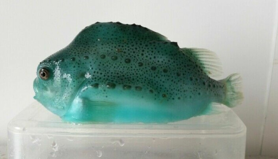 We do not know how many millions of cleaner fish die in Norwegian fish farms each year. Pictured here is a lumpfish.