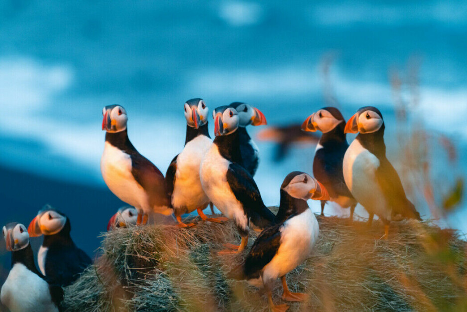 Seabirds give birth to their young when the supply of fish larvae is abundant. Here are puffins.