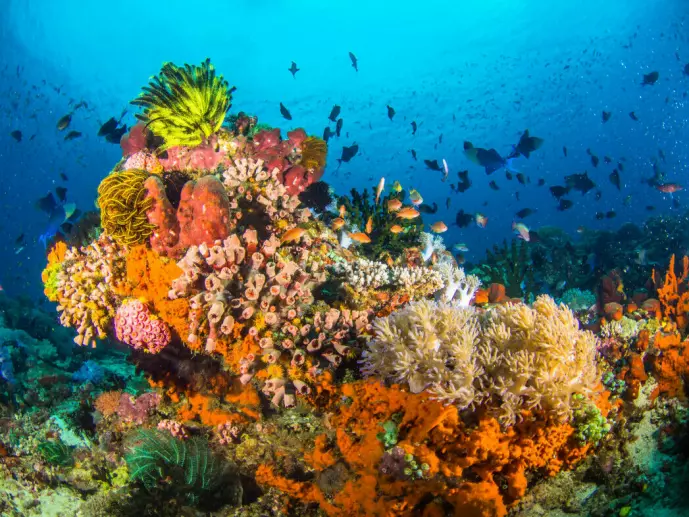 Coral reefs are an ecosystem that will be hard hit by climate change, even with low temperature increases.