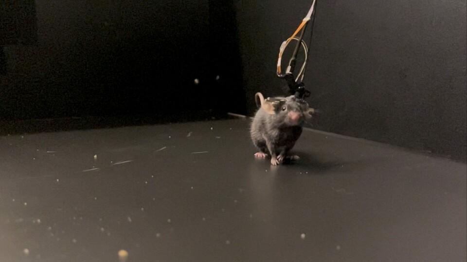 Mini2P is an open-source two-photon miniscope, developed at the Kavli Institute for Systems Neuroscience at NTNU in Trondheim. Mini2P records the simultaneous activity from thousands of neurons across multiple planes in freely moving mice.