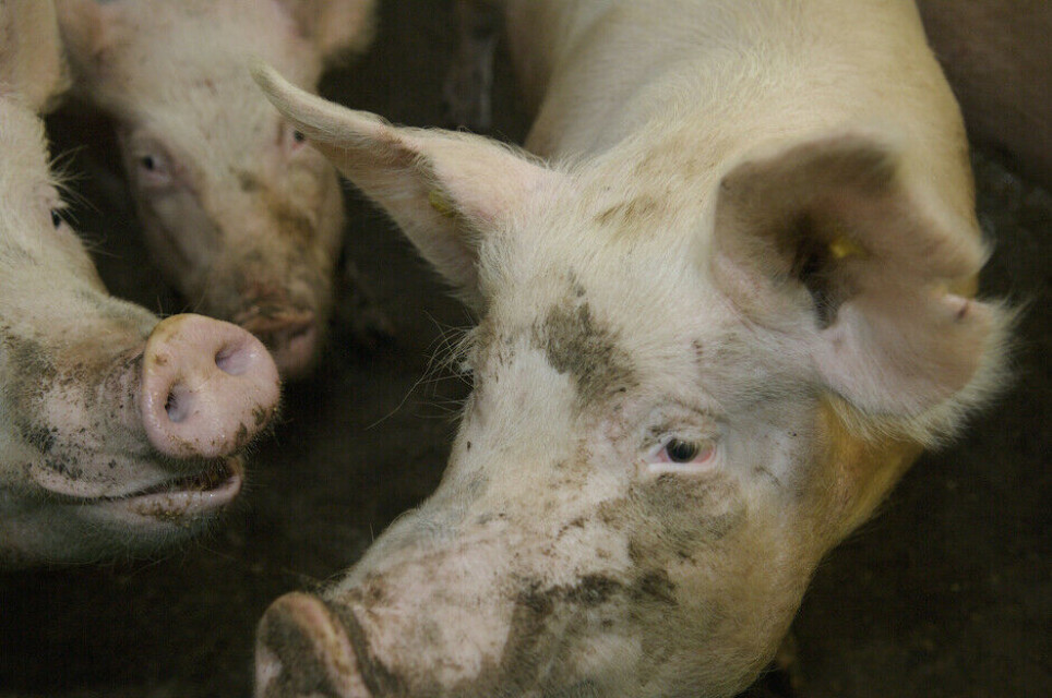 “Bioacoustics gives us information that is difficult to obtain in any other way. Artificial intelligence can now help us measure stress in farm animals,” says Jeppe Rasmussen. He is one of the researchers behind a major study on artificial intelligence and pig noises.