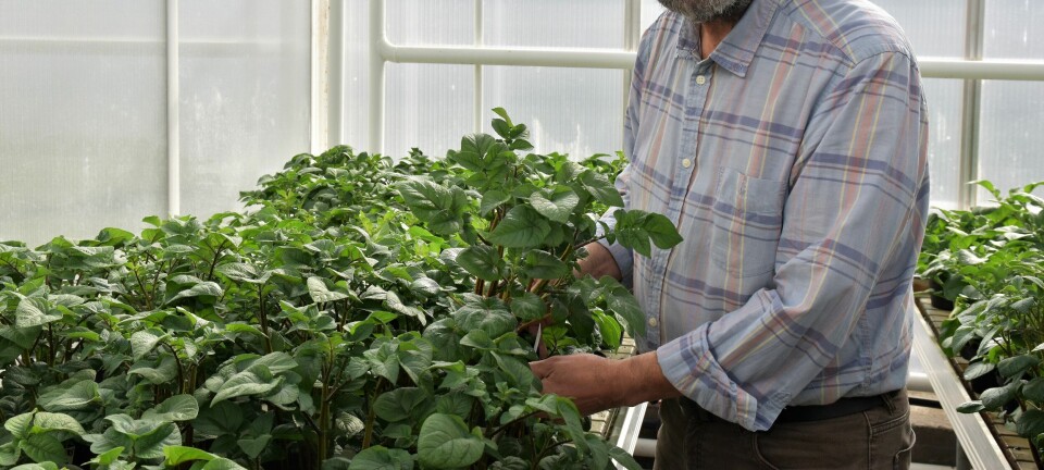 40 years of service to plant virology