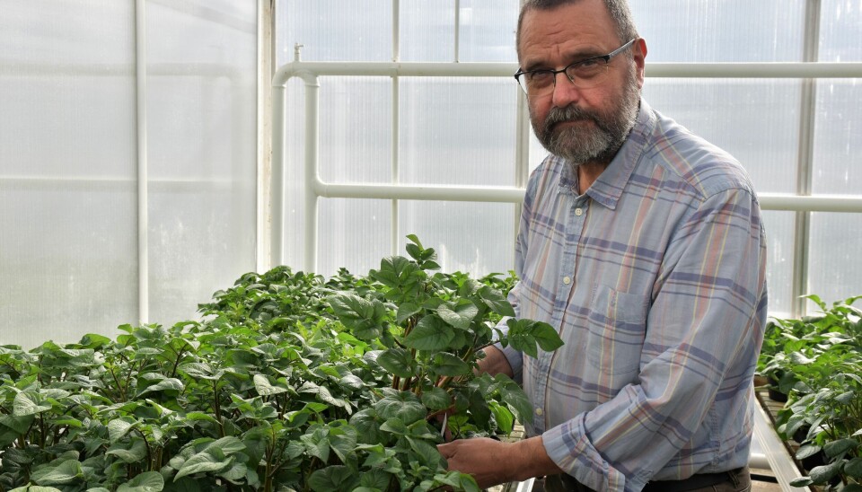 Research professor Dag Ragnar Blystad from NIBIO is one of eight scientists who will receive an honorary doctorate at the University of Helsinki.