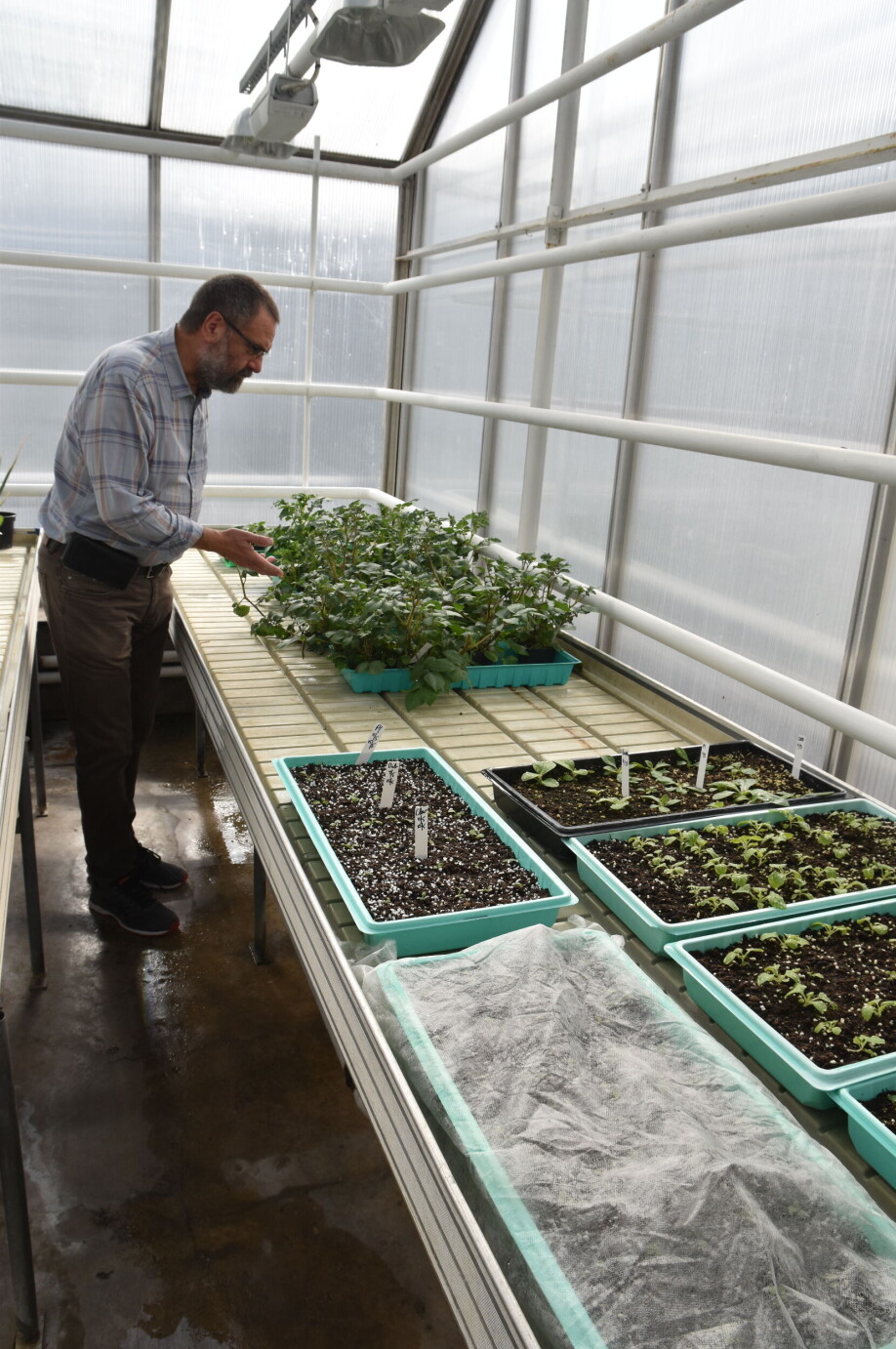 'A large part of my effort has involved diagnosis and control of plant viruses, viroids and phytoplasmas in vegetables in open air and in greenhouses, flowers, fruits and berries - as well as in wheat and potatoes. I have also worked a lot on making virus-free plant starting material from vegetatively propagated material and am responsible for keeping the material of Norwegian varieties in the Potato Bank free of viruses,' Blystad says.