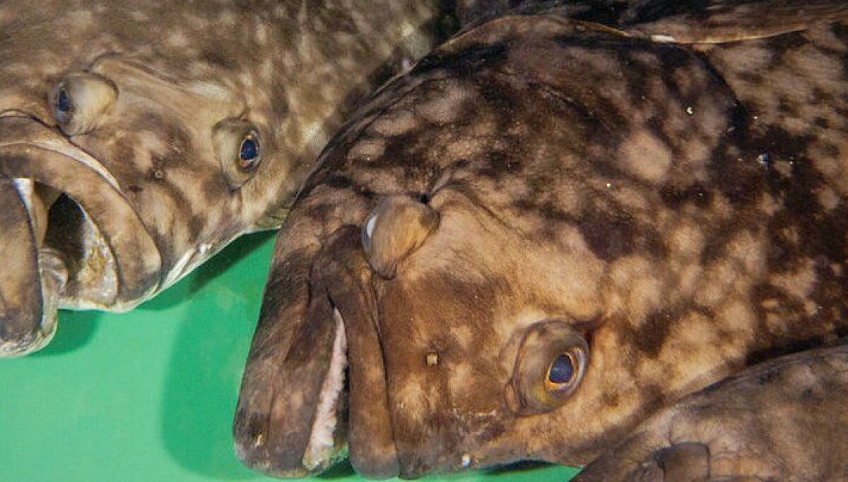 Halbot Fish Evolution Researchers identify the halibut’s sex gene