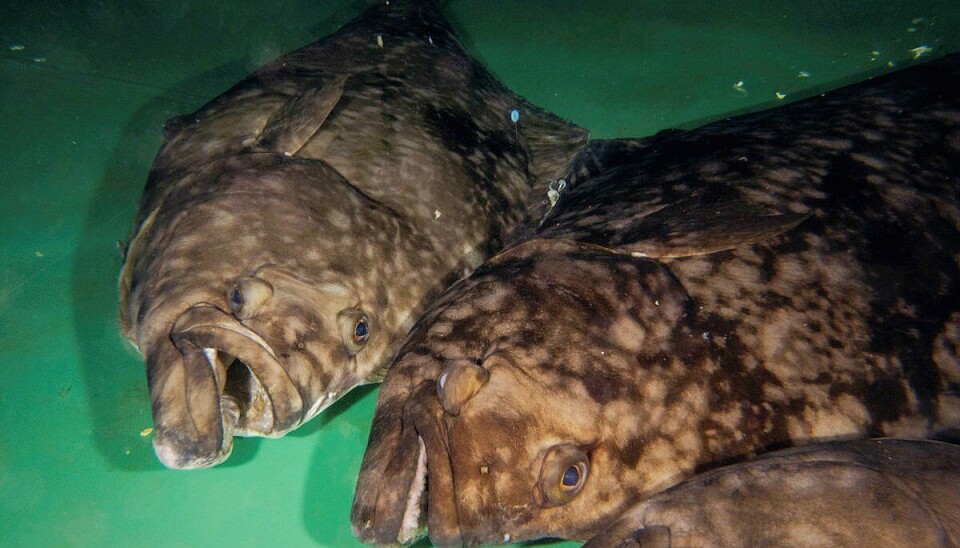 Female halibut grow faster and become larger than male halibut. But the genetic difference between males and females is relatively small. In the picture we see the halibuts Ragnfrid and Janette at HI's research station in Austevoll.