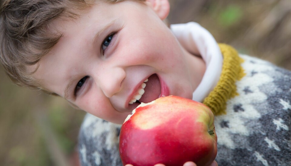 Since monks started culturing apples in the Ullensvang district of Hardanger around the 13th century, apples have through generations become a trademark and a regional pride in the south-eastern part of Hardanger.