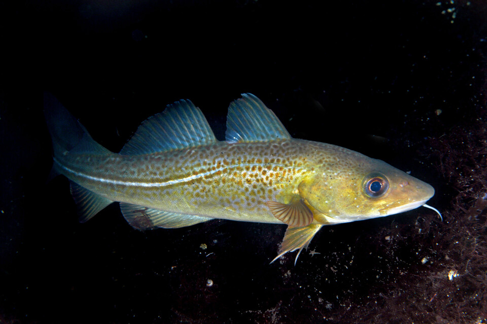 The cod has been under pressure from fisheries throguh centuries.