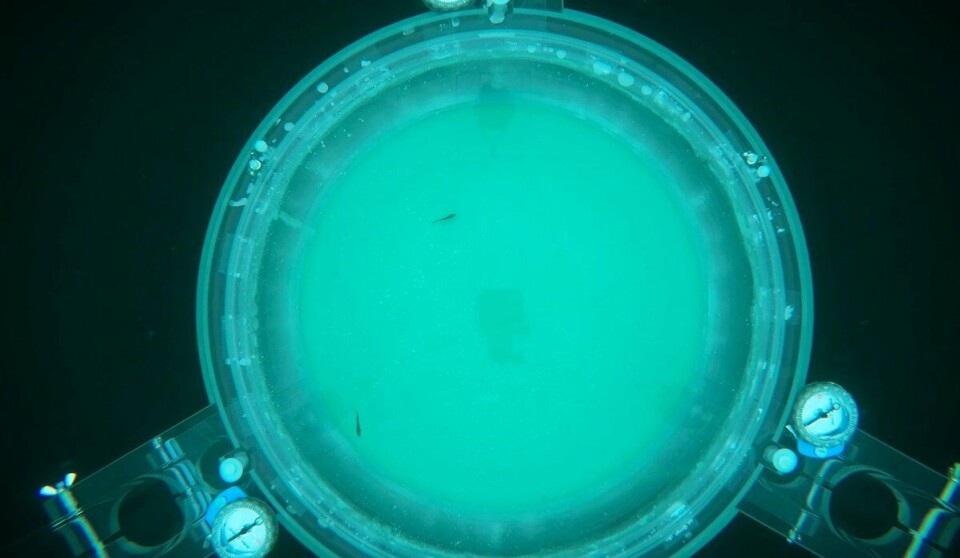 The cod larvae were monitored as they swam freely in the drifting chamber.