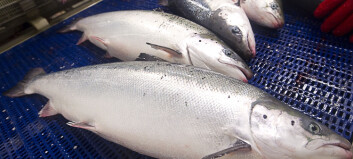 Farmed salmon need zinc to avoid getting sick. But zinc in the ocean harms the environment
