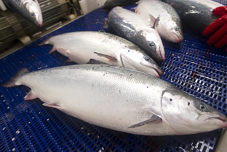 If the maximum limit for permitted zinc in feed is lowered, salmon can develop eye diseases, a new study shows. Here, an anesthetized farmed salmon is waiting to meet its fate on the assembly line at Flakstadvåg Laks AS in Senja.