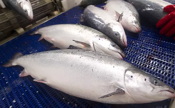 Farmed salmon need zinc to avoid getting sick. But zinc in the ocean harms the environment