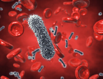 Do we have bacteria that live in our blood?