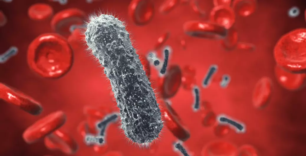 Do we have bacteria that live in our blood?