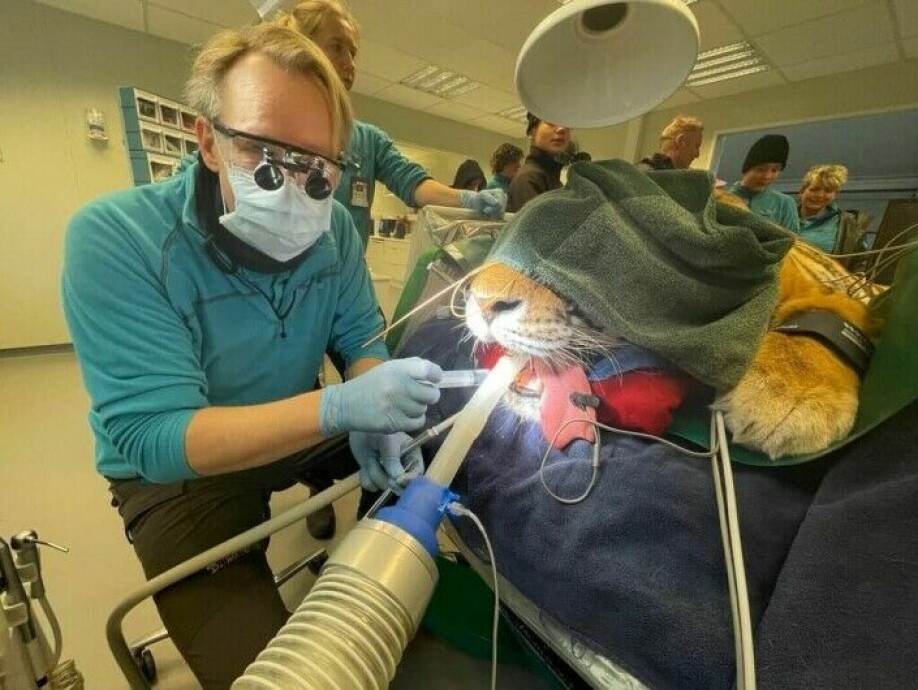 Some work days are a little different for dentist Carl Christian Glad.