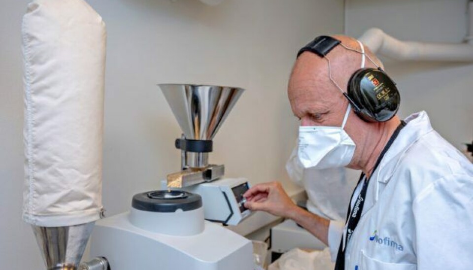 Senior scientist Svein Halvor Knutsen assessing dehulled broad beans after they have been ground in a hammer mill.