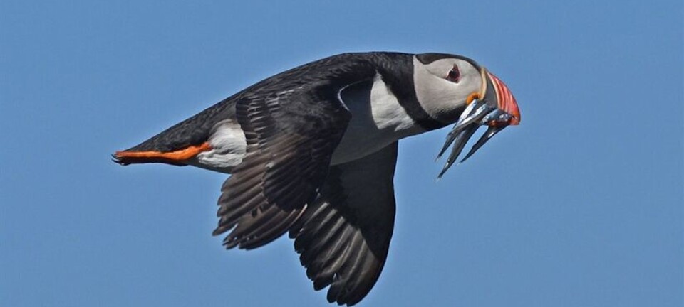 Changes in ocean temperatures contribute to puffin population decline