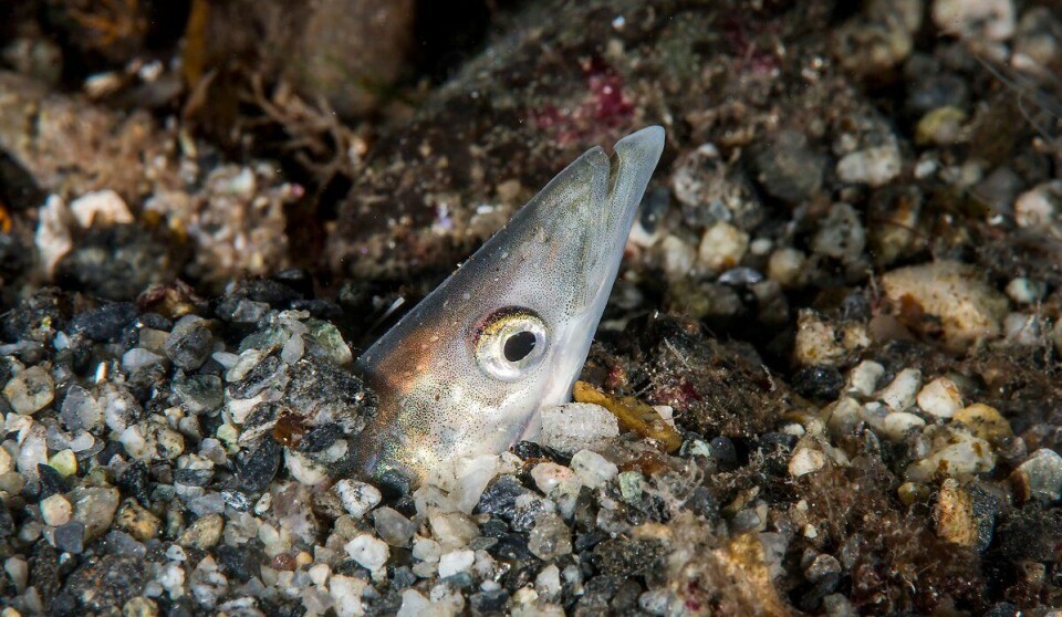 Sandeel poking its head out of the sand.