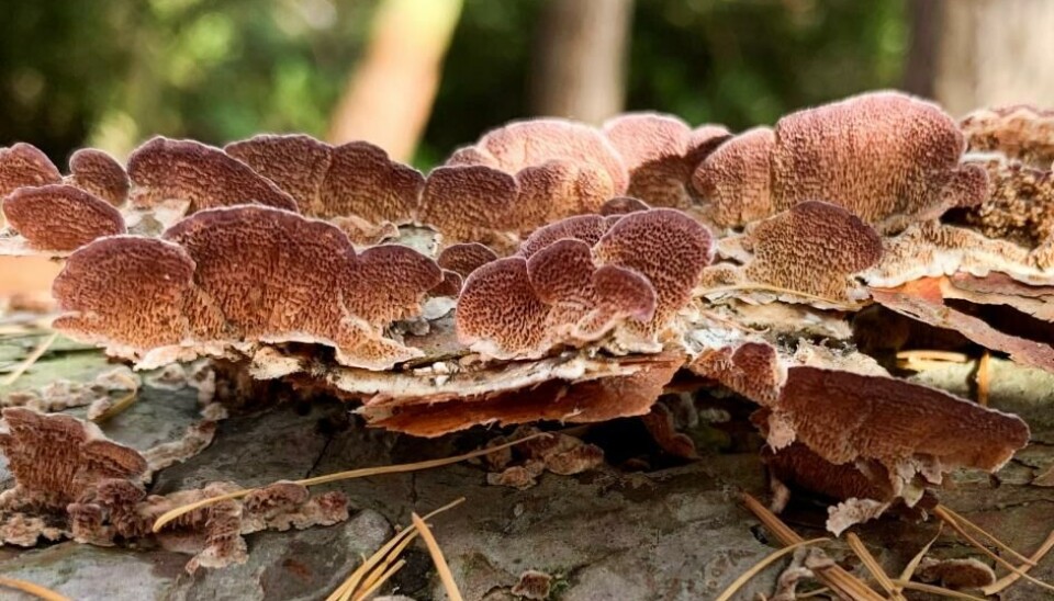 Trichaptum on recently fallen logs.