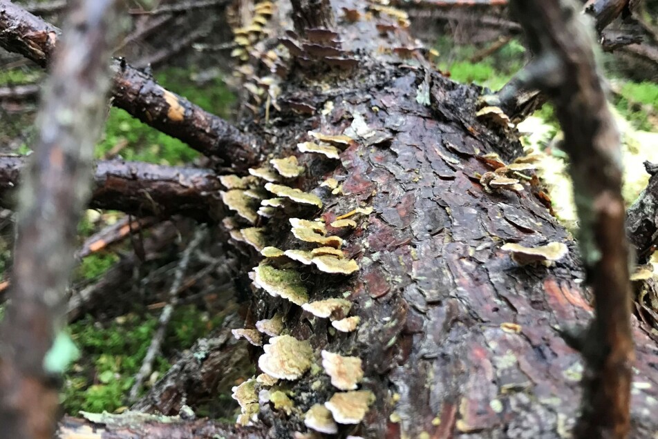 Seen from above, Trichaptum is light green.