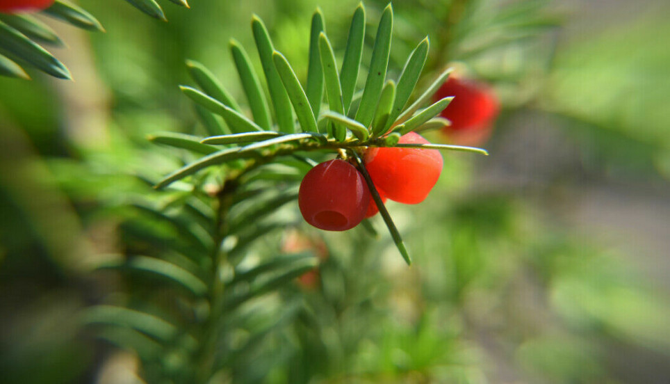 The whole yew plant, except for the red pulp of the berries, contains toxins.