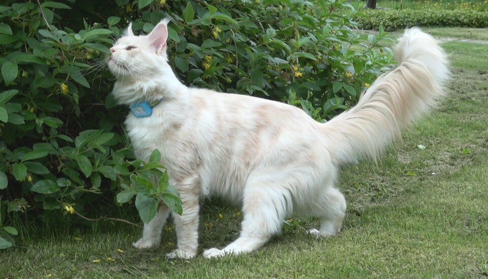 The cats spent an average of 79 per cent of their time outdoors within 50 meter of the owner's home.