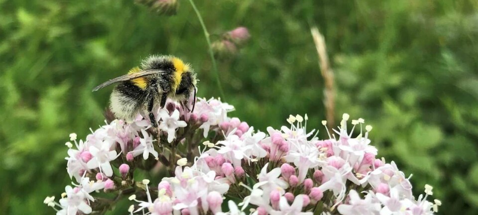 Pollinators feed the world - now they need our help